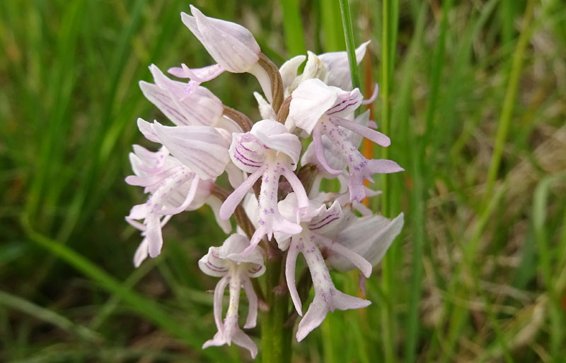 tutte Orchis militaris ?.....s !